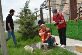 Tatvan’daki Sokak Hayvanlarına Yönelik Aşılama Çalışmaları Yapıldı